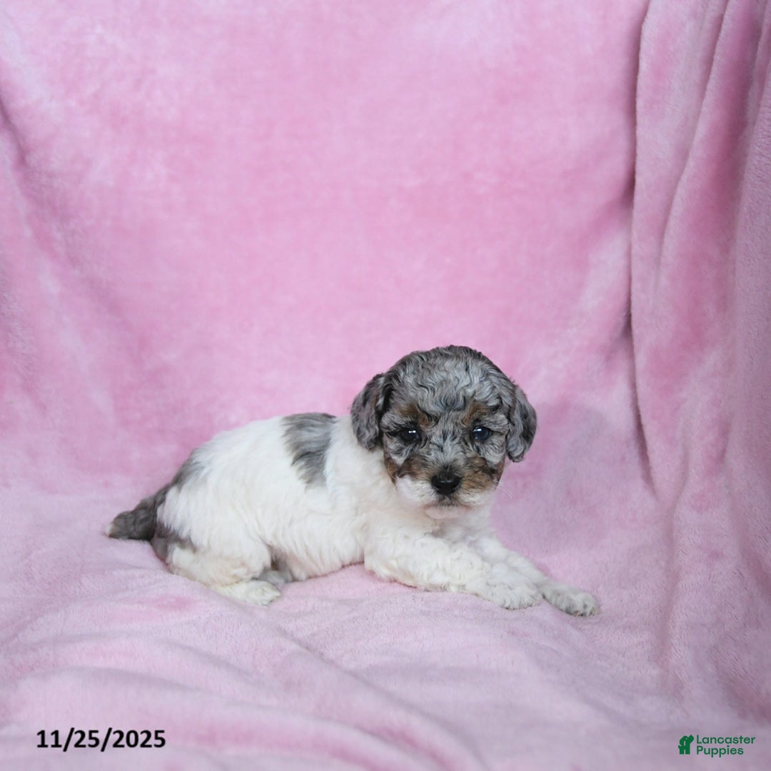 Toy Poodle dogs for sale: Karina - Ad 1