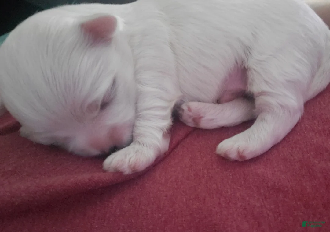 Maltese dogs for sale: Maria - Ad 1