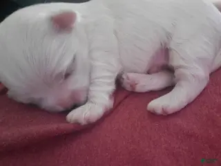 Maltese dogs Maria - Ad 26