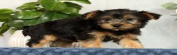 Yorkshire Terrier dogs for sale: Nellie - Ad 6