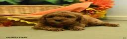 Cavapoo dogs for sale: Nutmeg - Ad 3