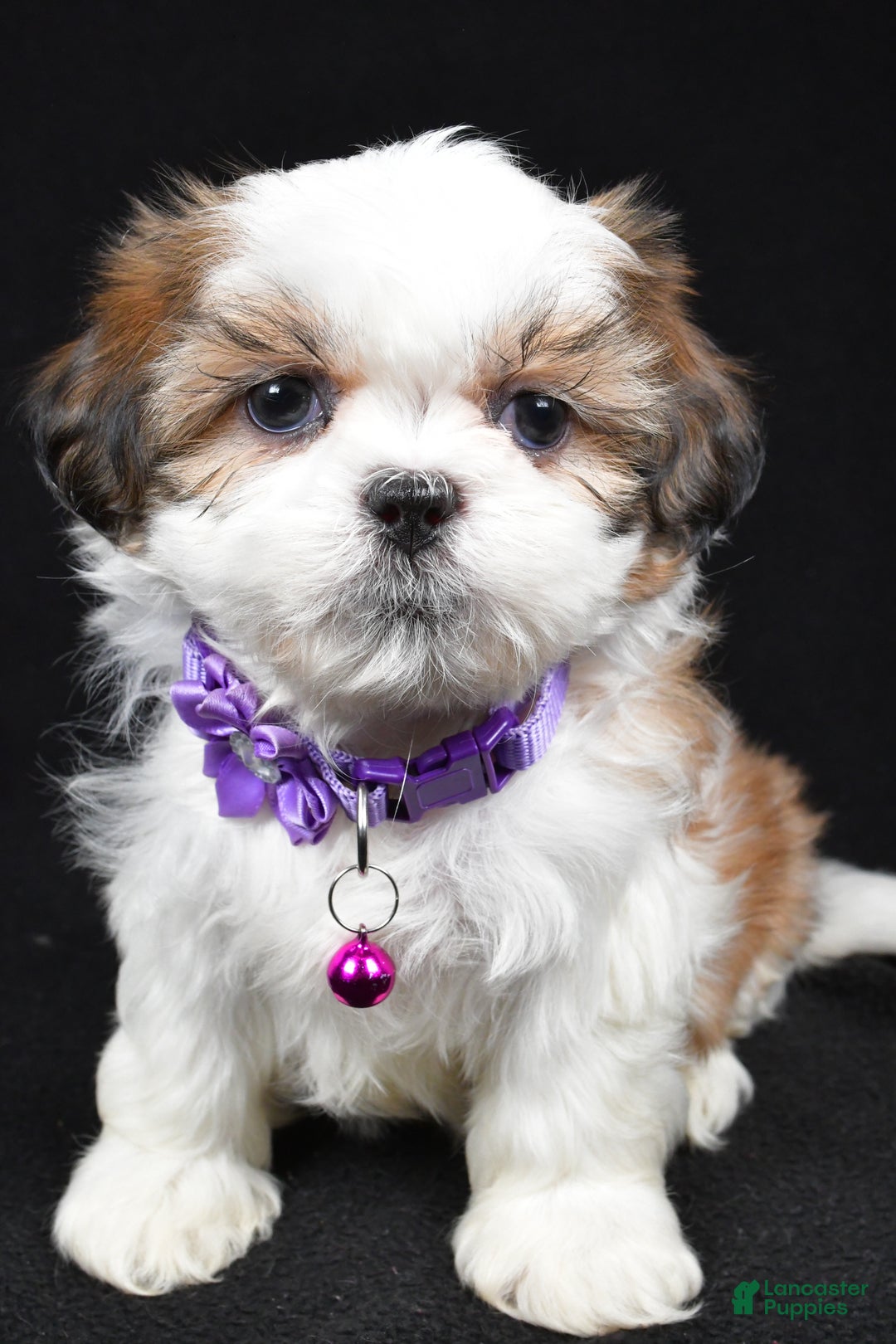 Shih Tzu dogs for sale: Hazel - Ad 9