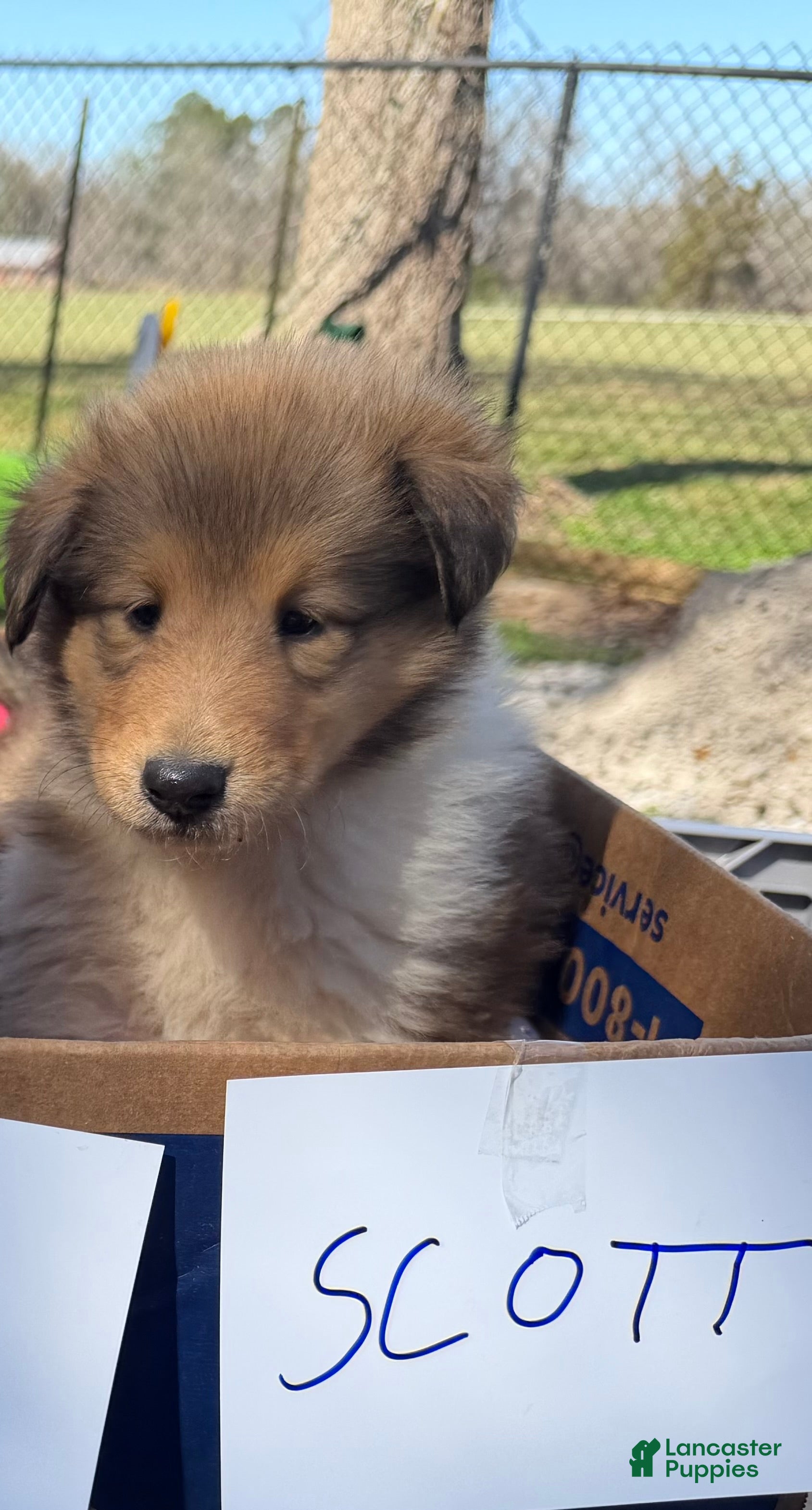 Collie dogs Scott - Ad 2