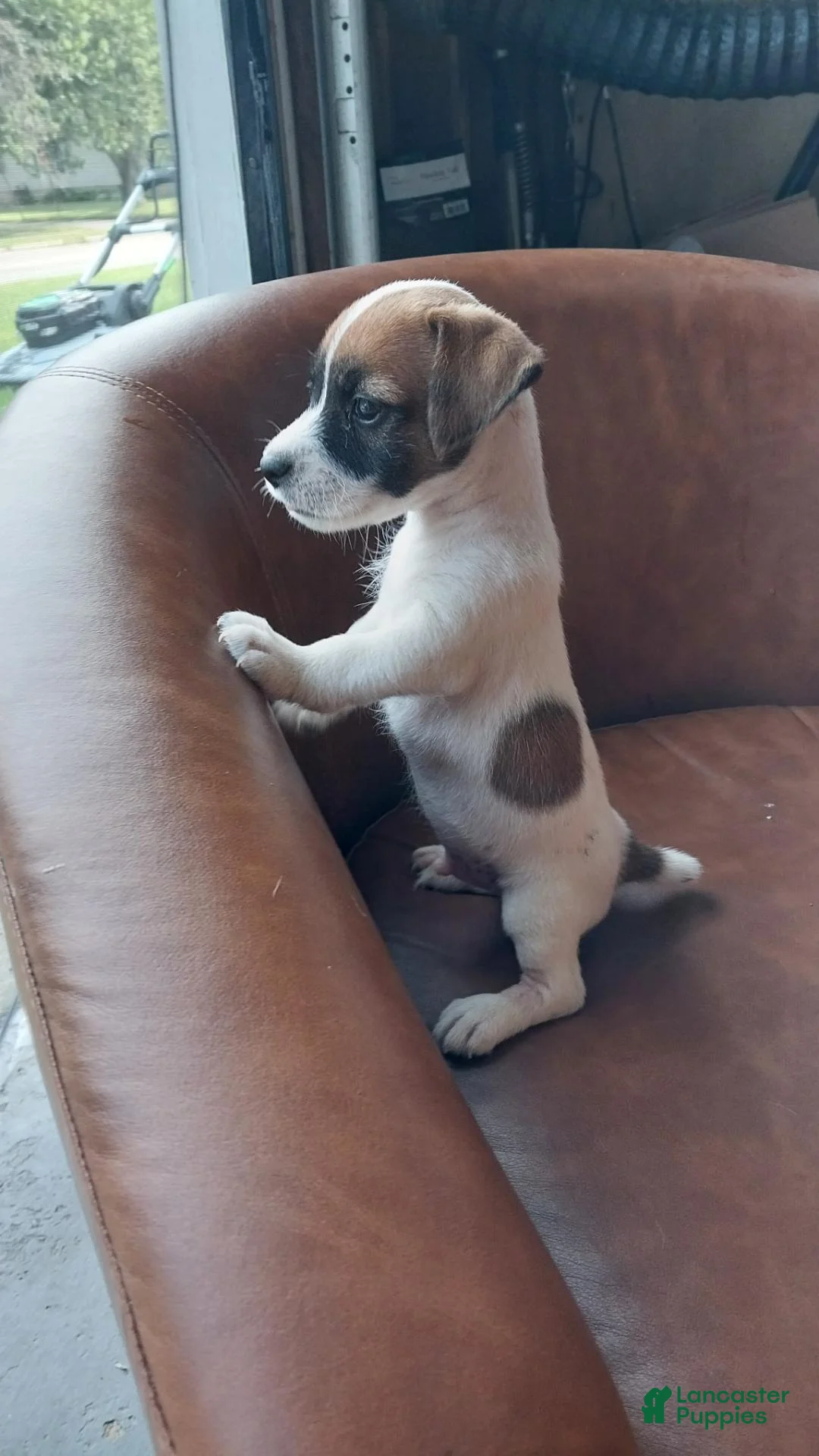 Jack Russell Terrier dogs for sale: Jack Russell Terrier 1 - Ad 1