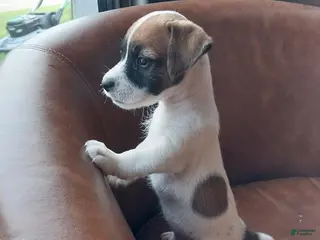 Jack Russell Terrier dogs Jack Russell Terrier 1 - Ad 23
