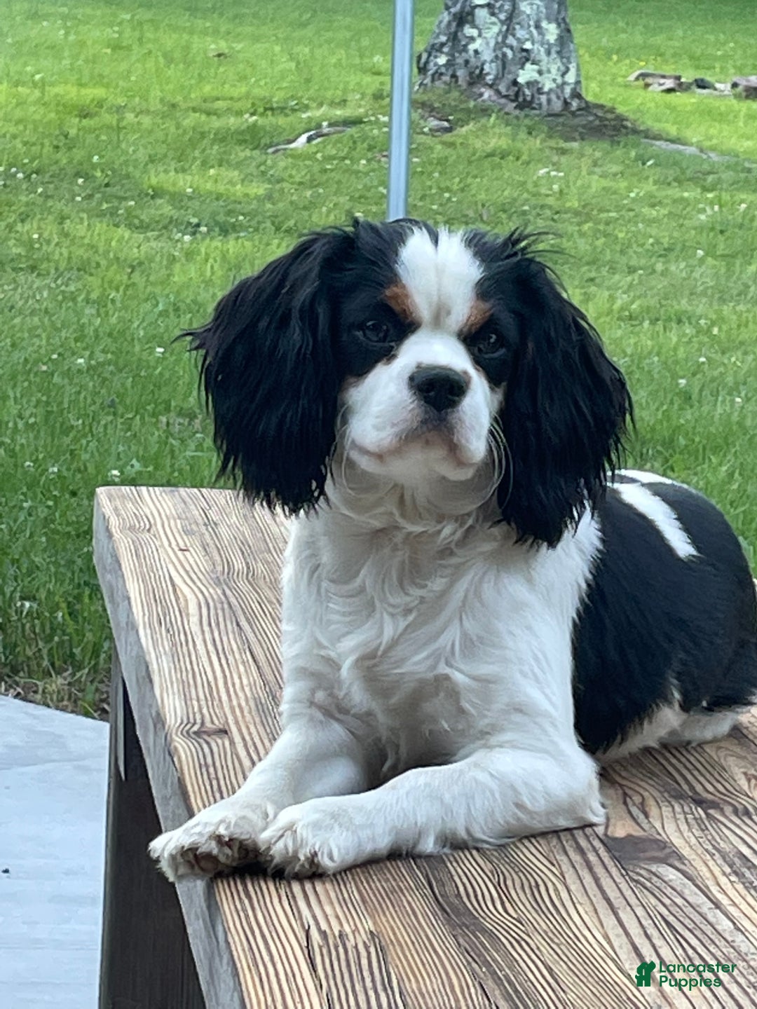 Cavalier King Charles Spaniel dogs for sale: Shepherd  - Ad 6