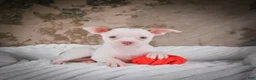 Chihuahua dogs for sale: Marie - Ad 5