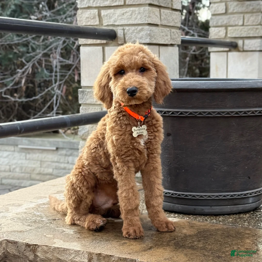 Standard Poodle dogs for sale: Buddy - Moyen Size Poodle - Ad 9