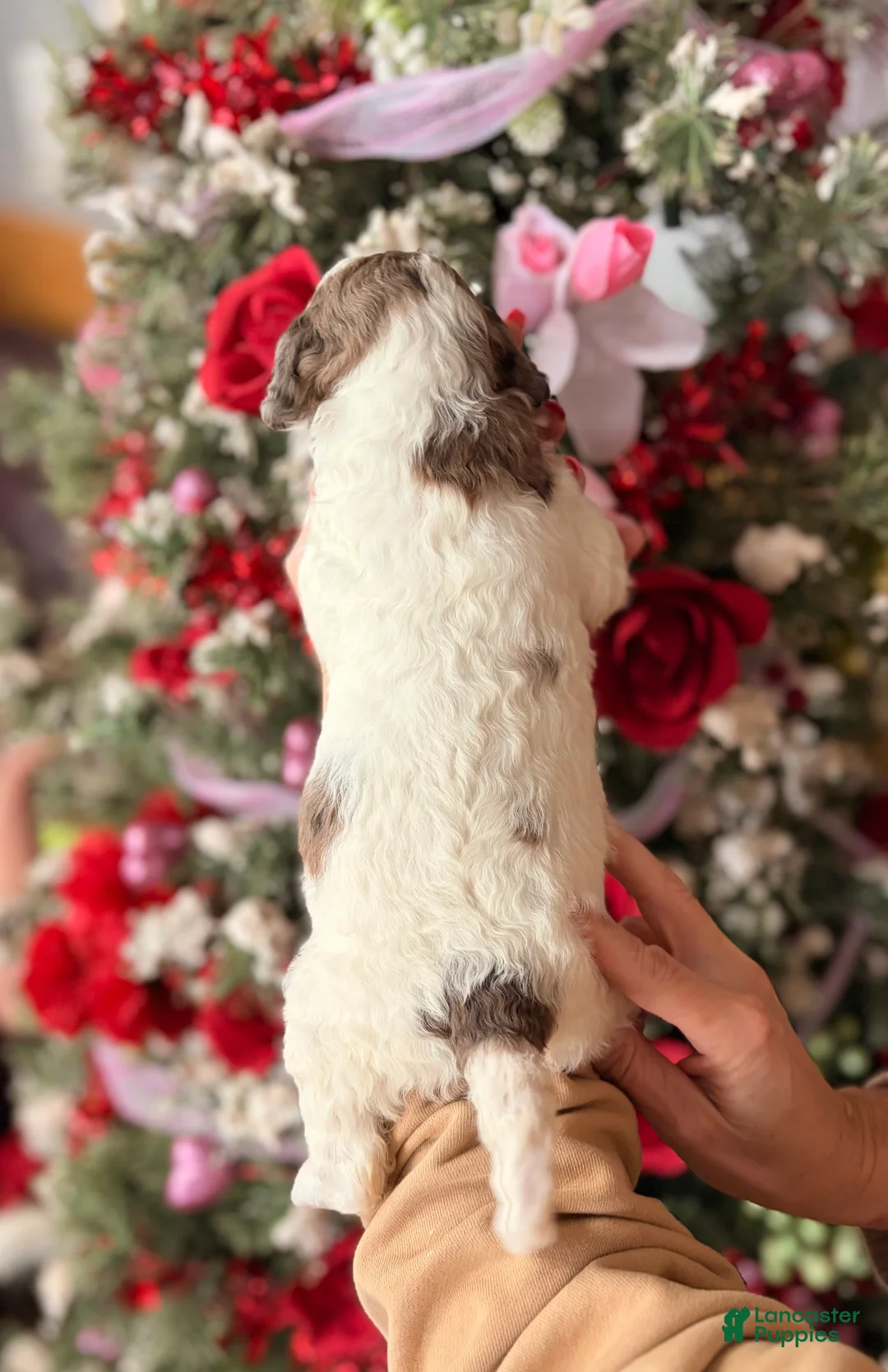 Goldendoodle dogs for sale: Goldendoodle Puppy 8 - Ad 2