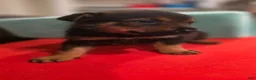Mixed Breed dogs for sale: Red - Ad 3
