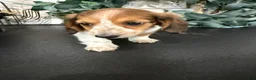 Miniature Dachshund dogs for sale: Dixie - Ad 13