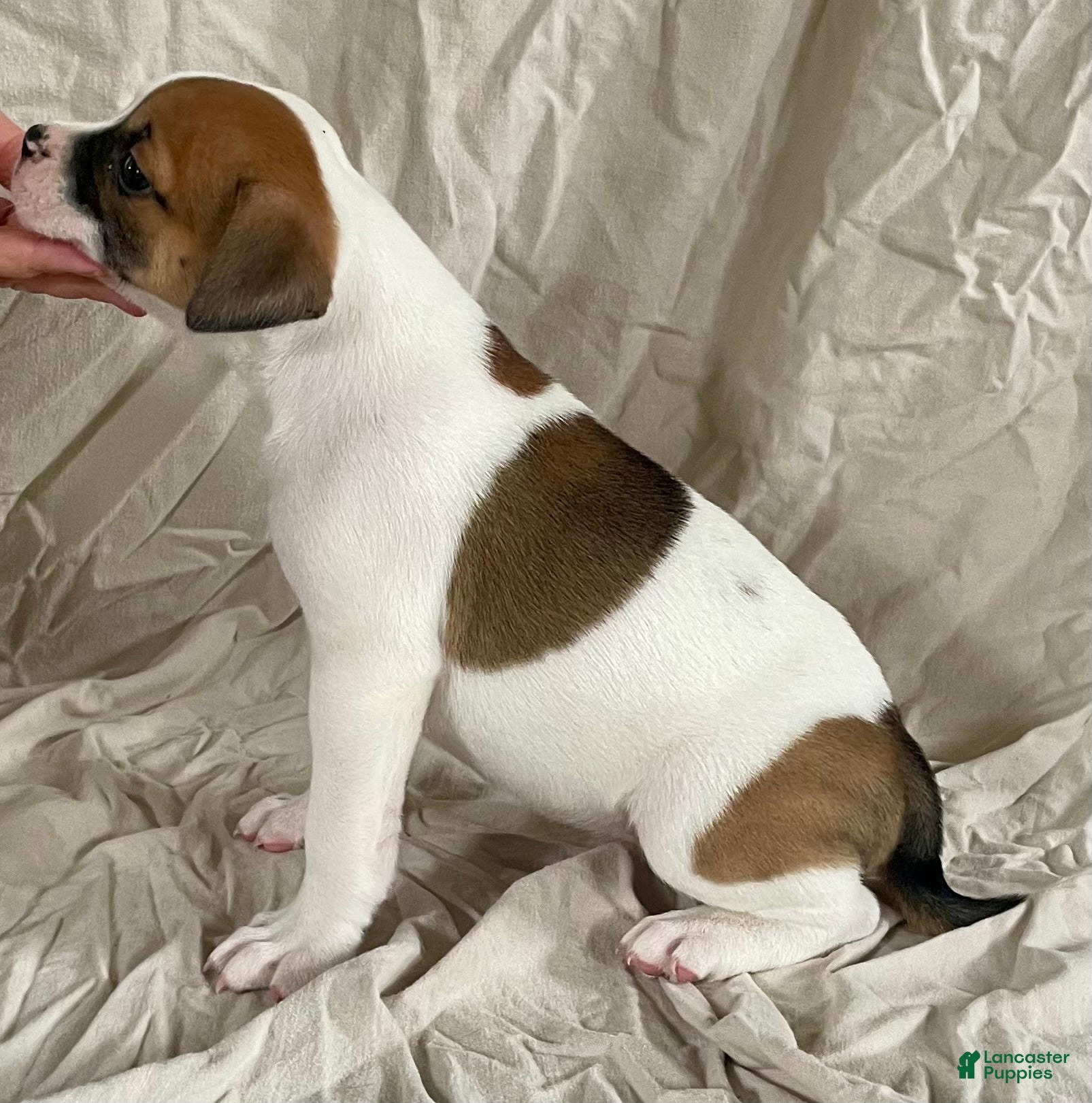 American Bulldog dogs Hazel Blue eyed Barbie  - Ad 2