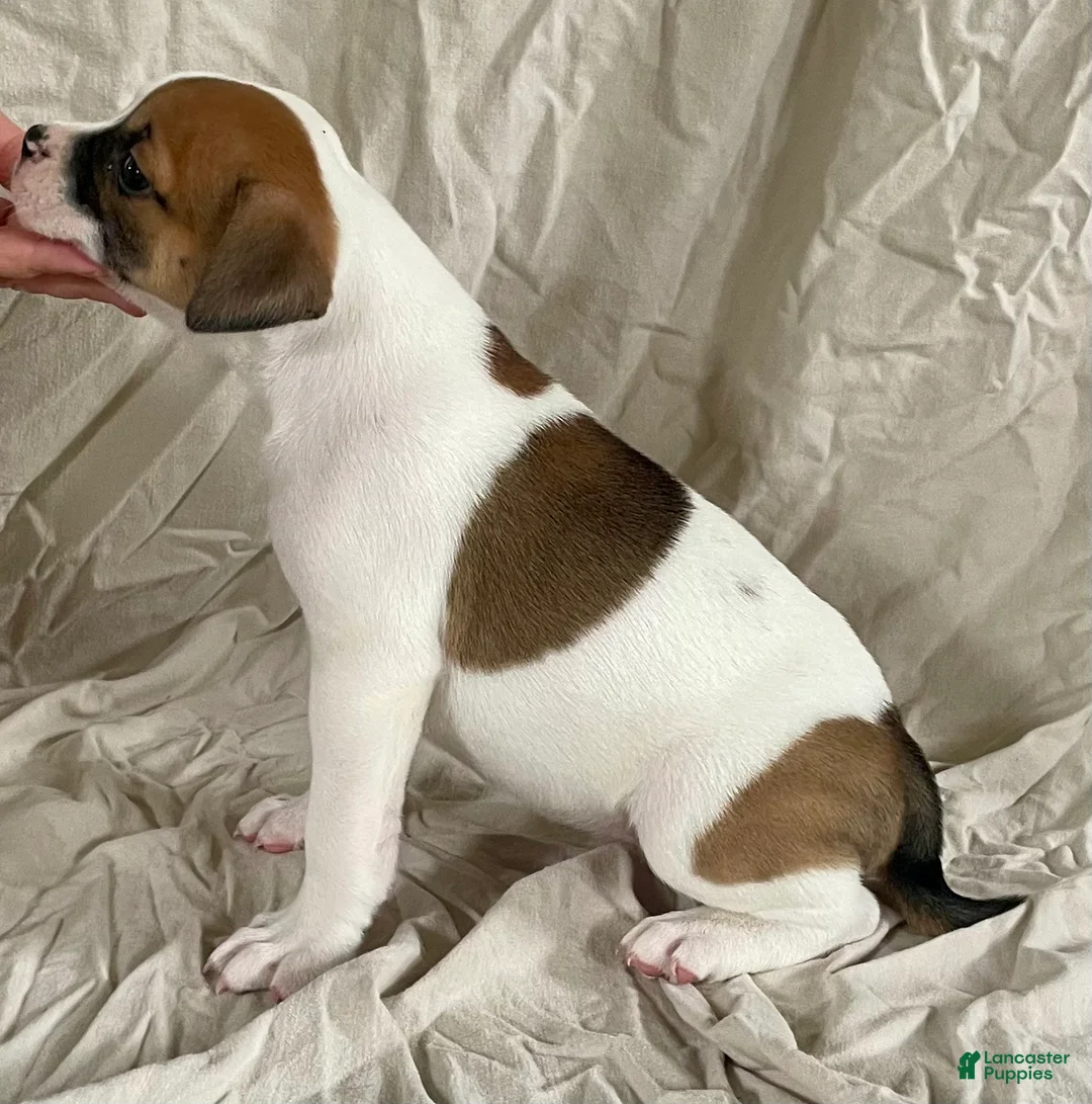 American Bulldog dogs for sale: Hazel Blue eyed Barbie  - Ad 2