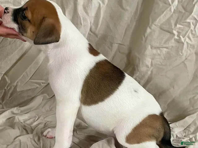 American Bulldog dogs for sale: Hazel Blue eyed Barbie - Ad 2