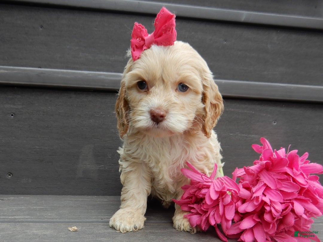 Cockapoo dogs for sale: Gracie - Ad 5