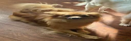 Mixed Breed dogs for sale: Ziggy - Ad 4