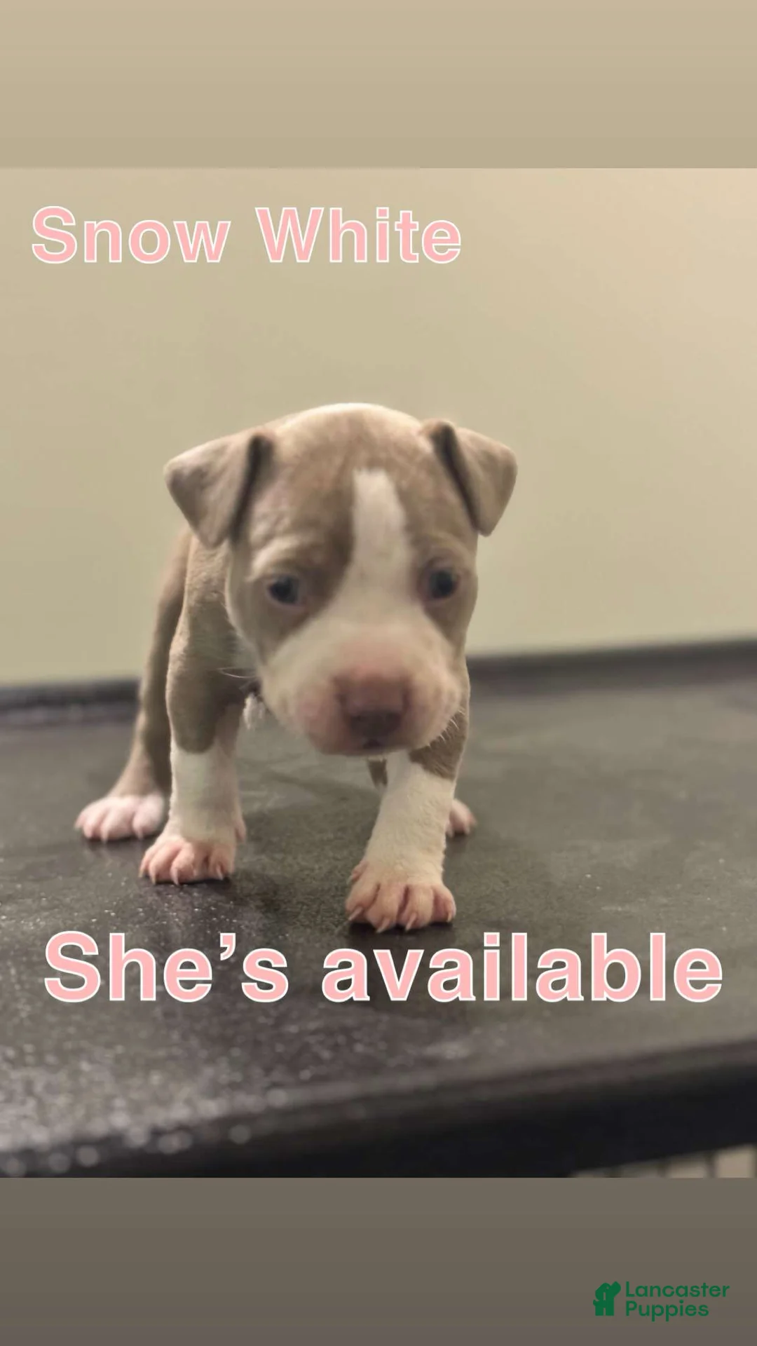American Pit Bull Terrier dogs for sale: American Pit Bull Terrier Puppy 4 - Ad 1