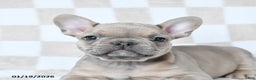 French Bulldog dogs for sale: Henry - Ad 2