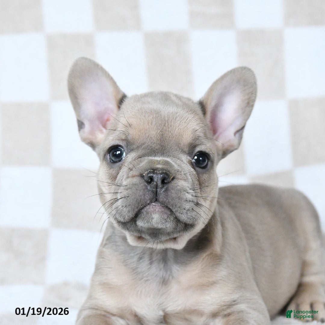 French Bulldog dogs for sale: Henry - Ad 2