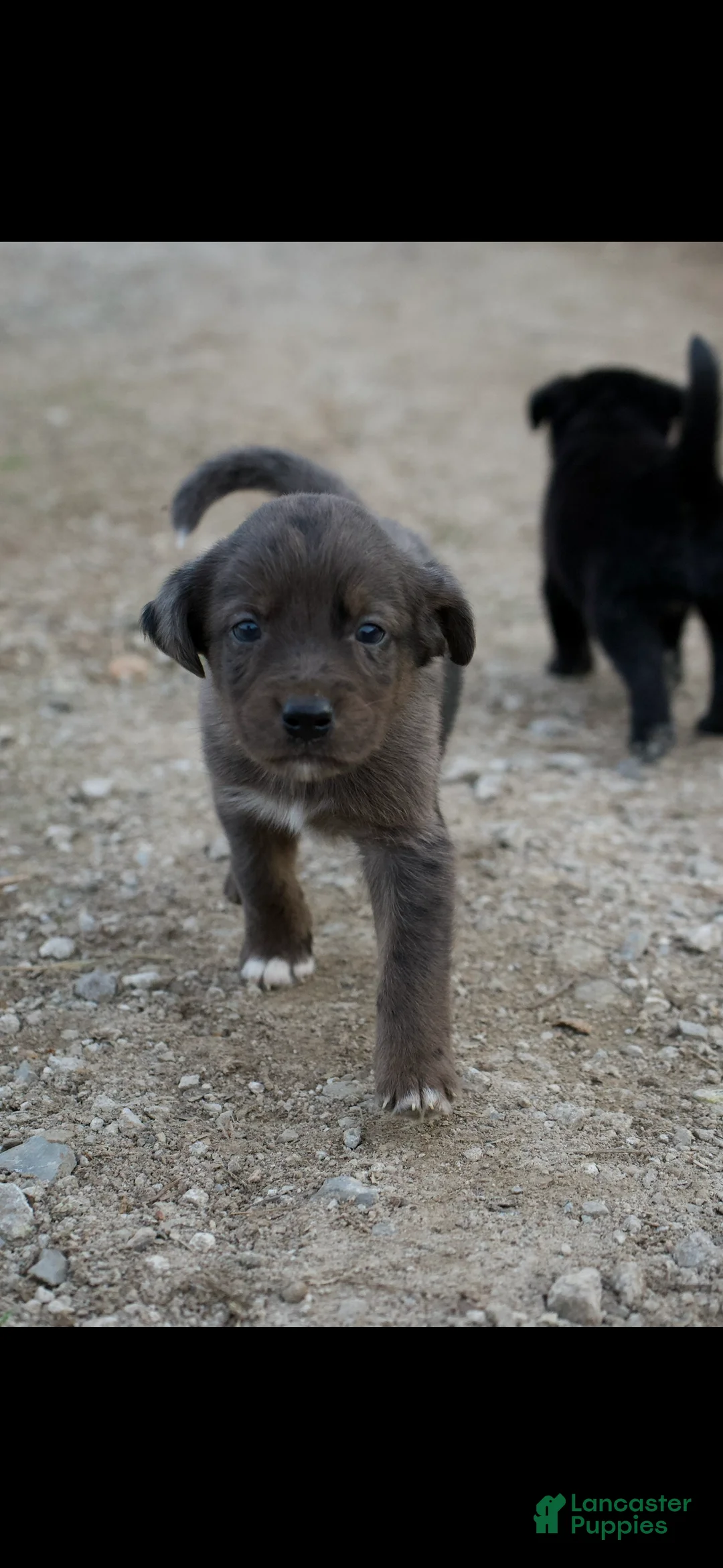 Mixed Breed dogs for sale: Mixed Breed Puppy 5 - Ad 2