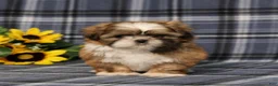 Shih Tzu dogs for sale: Becka - Ad 3