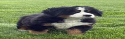 Bernese Mountain Dog dogs for sale: Beatrice - Ad 6