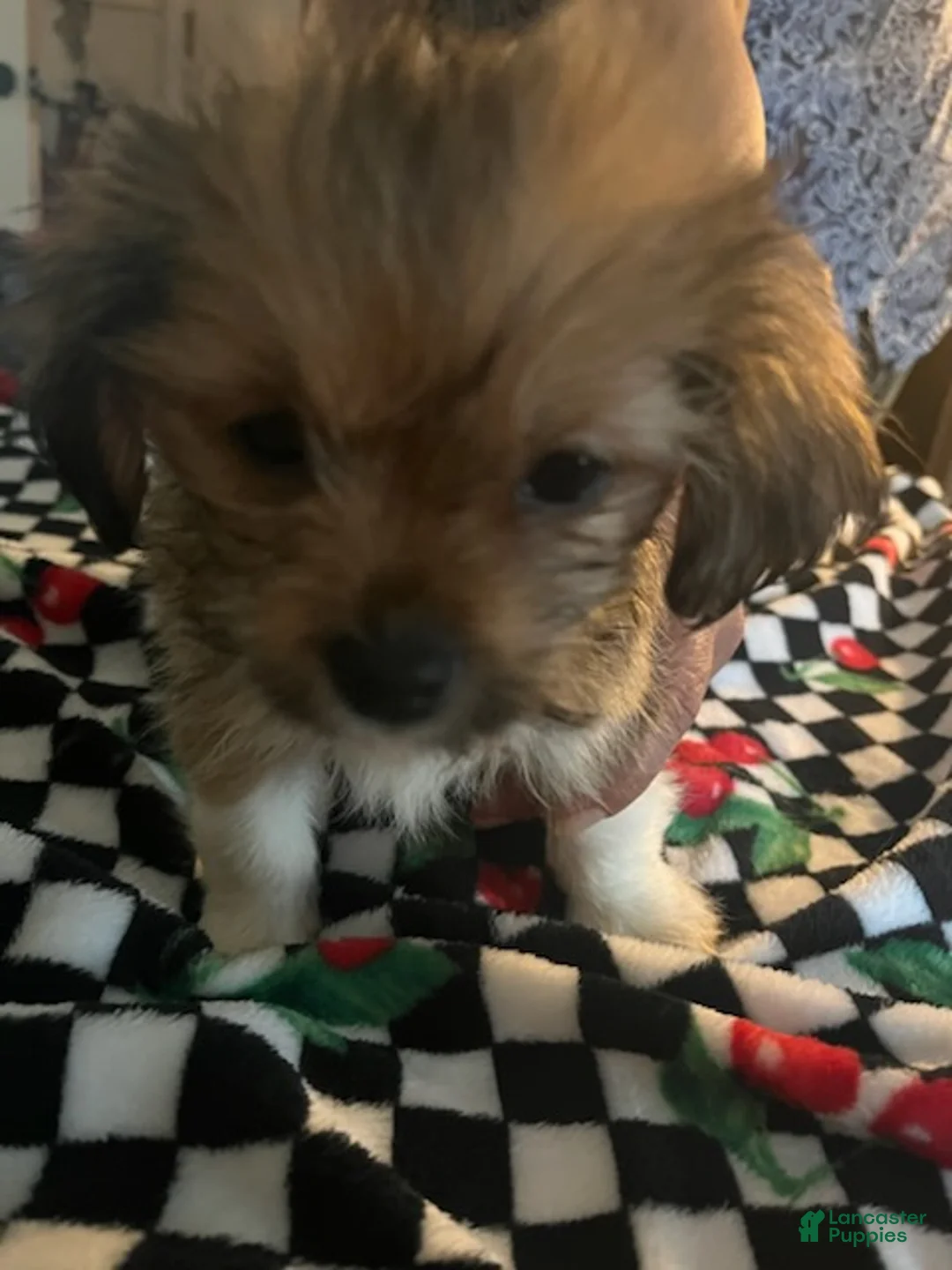 Shorkie dogs for sale: Shorkie Puppy 4 - Ad 1