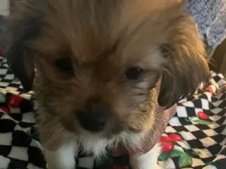 Shorkie dogs Shorkie Puppy 4 - Ad 18