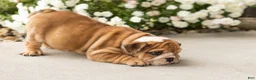 English Bulldog dogs for sale: Bailey  - Ad 4