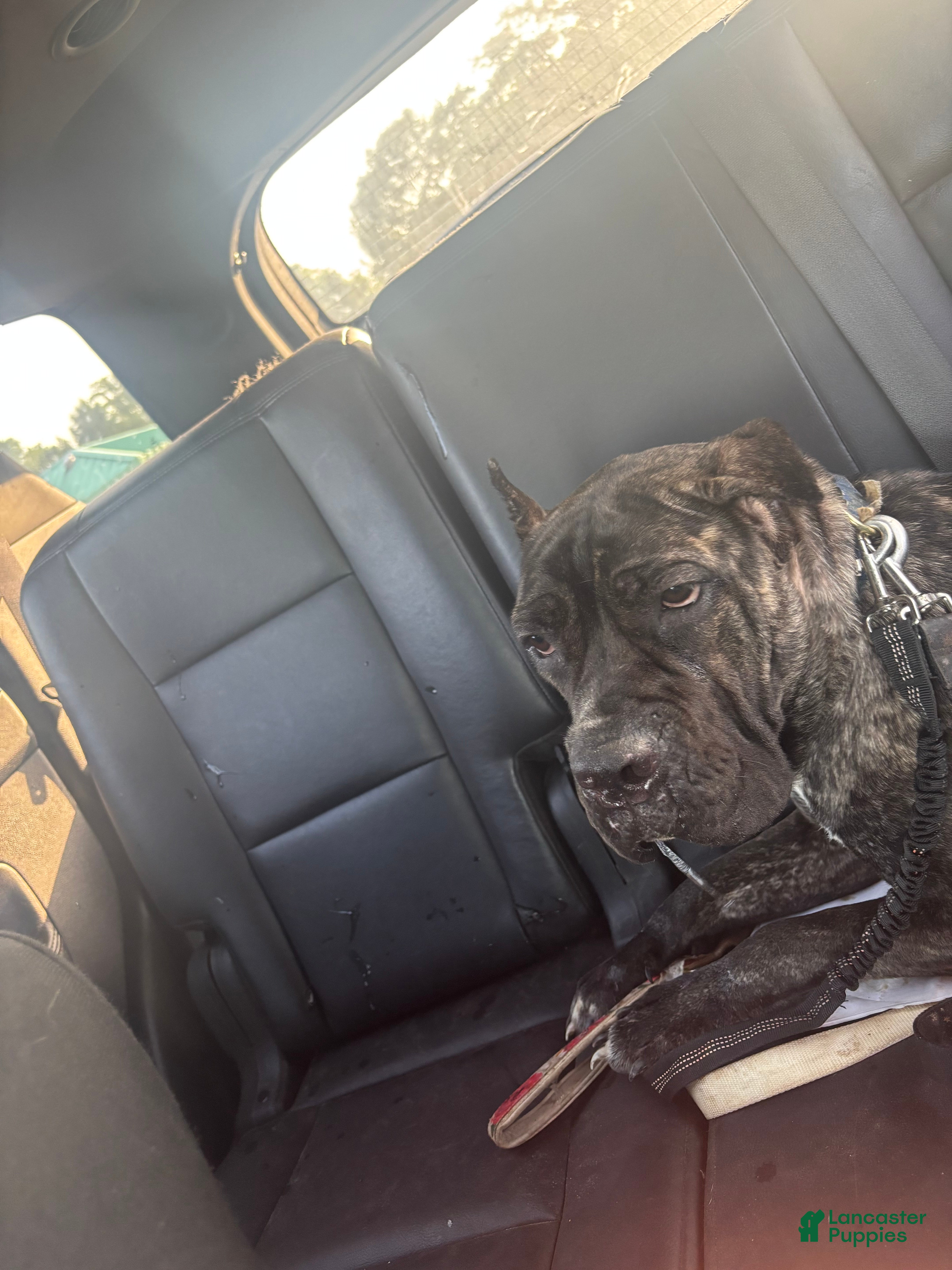 Cane Corso dogs for sale: Cane Corso 1 - Ad 1