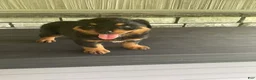 Rottweiler dogs for sale: Abby - Ad 5
