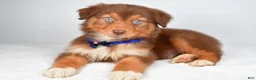 Australian Shepherd dogs for sale: Echo - Ad 10