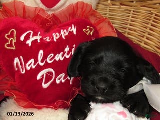 Labradoodle dogs Milo - Ad 11