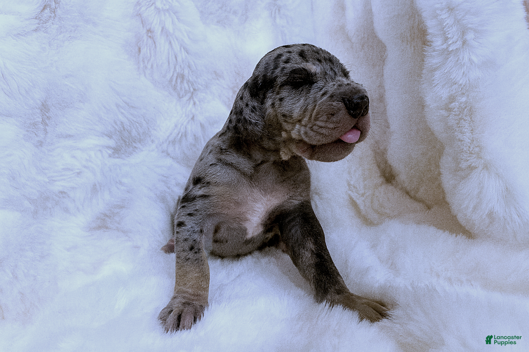 Great Dane dogs for sale: Giant  - Ad 3