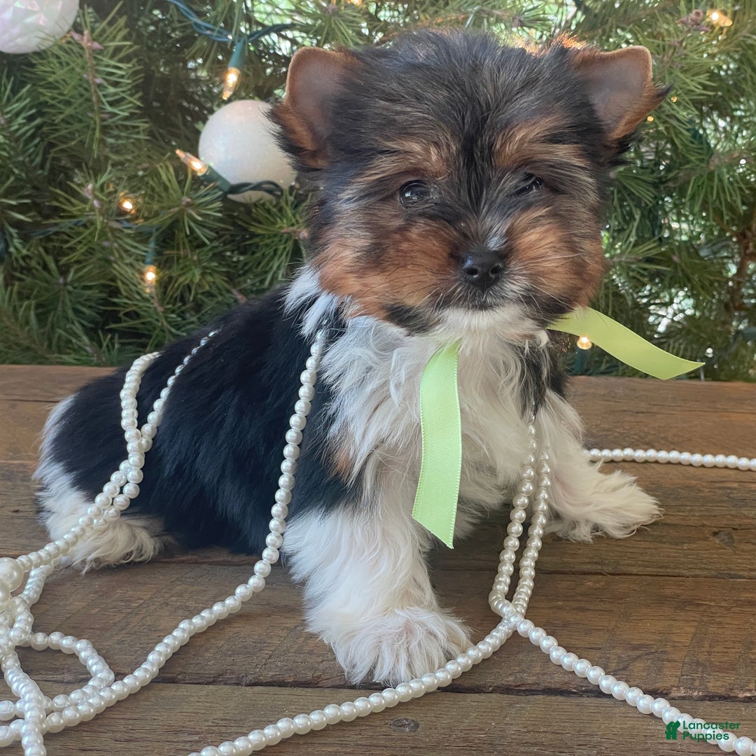 Mixed Breed dogs for sale: Bandit - Ad 1