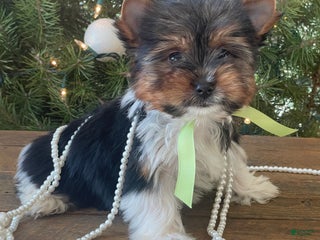 Mixed Breed dogs Bandit - Ad 36