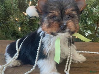 Mixed Breed dogs Bandit - Ad 7