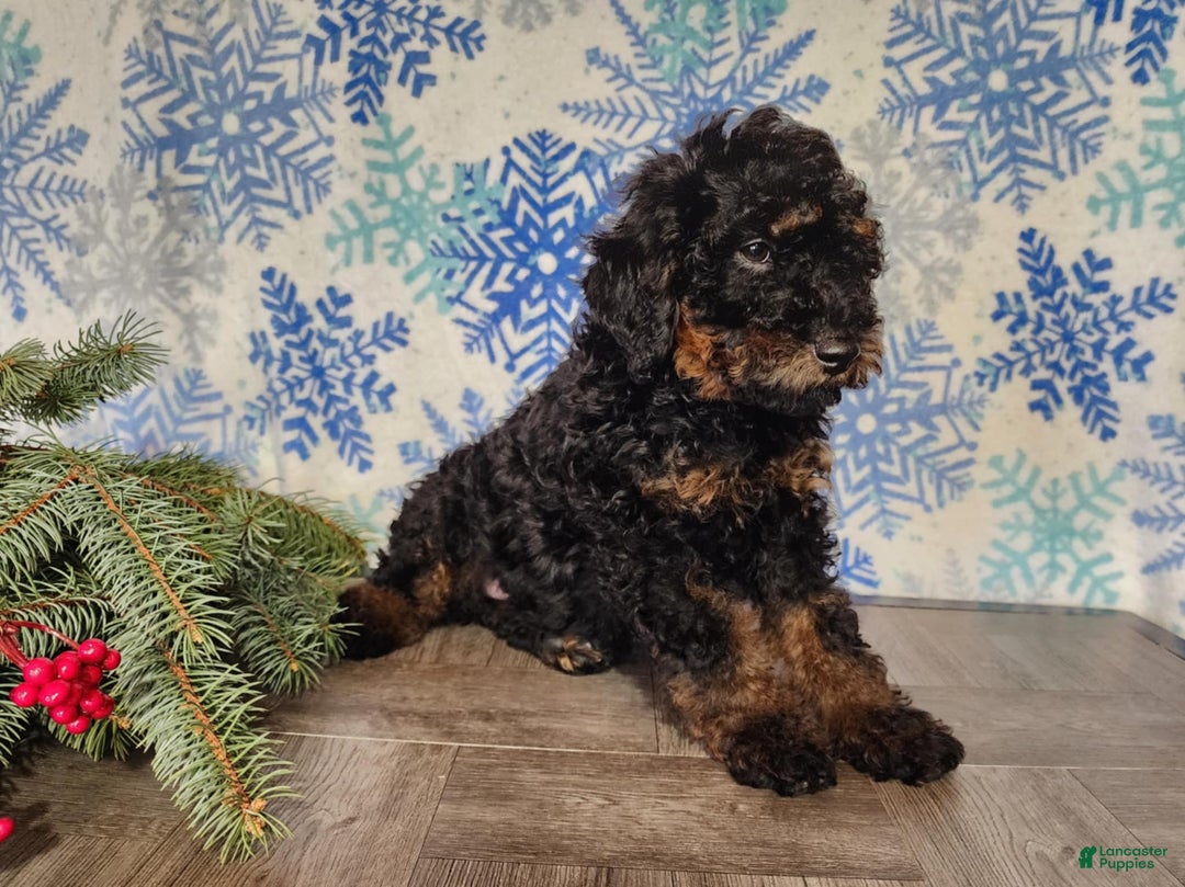 Mini Bernedoodle dogs for sale: Klaus - Ad 11