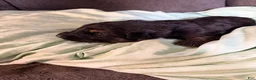 German Shepherd dogs for sale: Long Coat German Shepherd- Pink Female - Ad 9