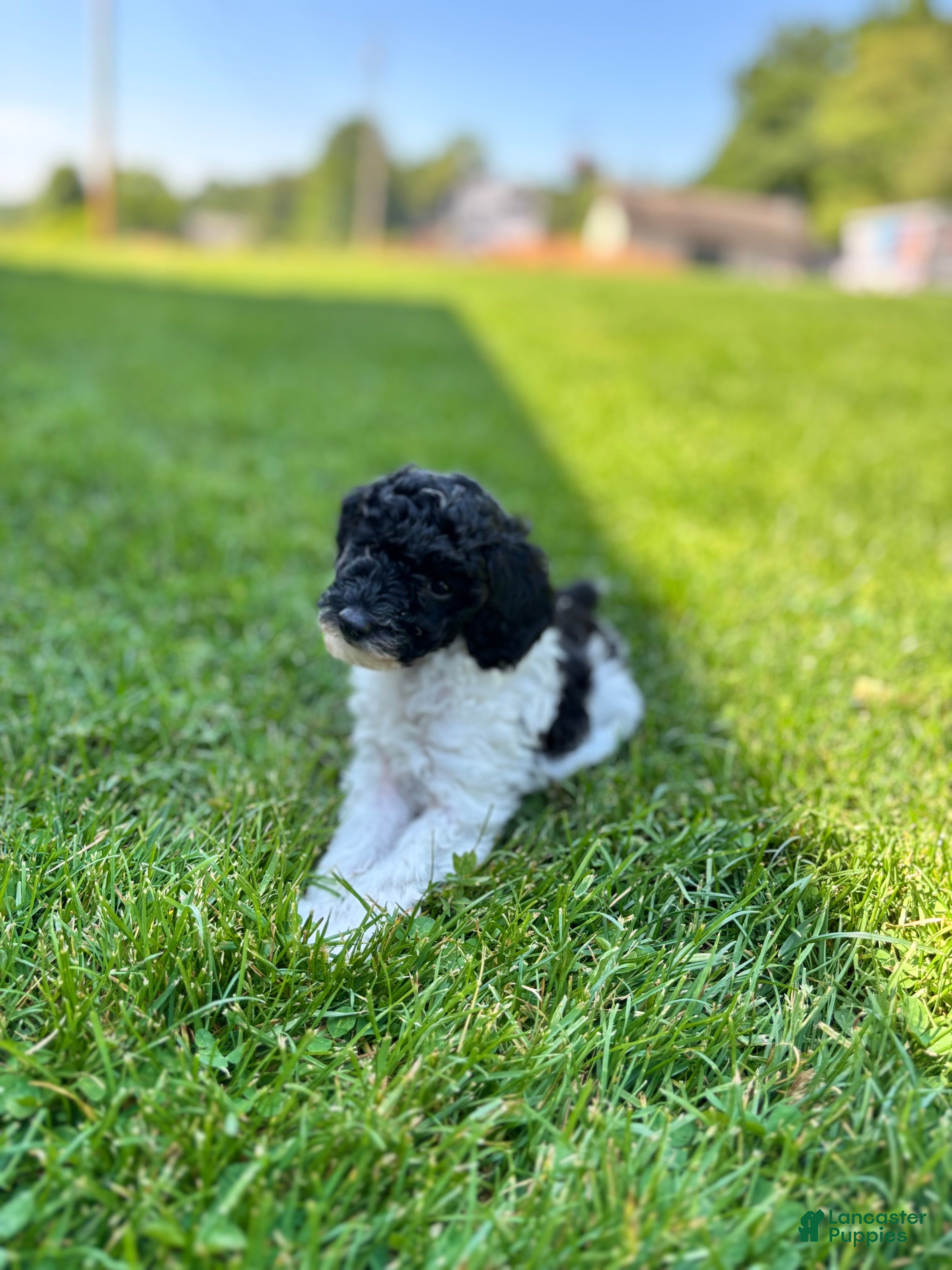 Miniature Poodle dogs Patches - Ad 1