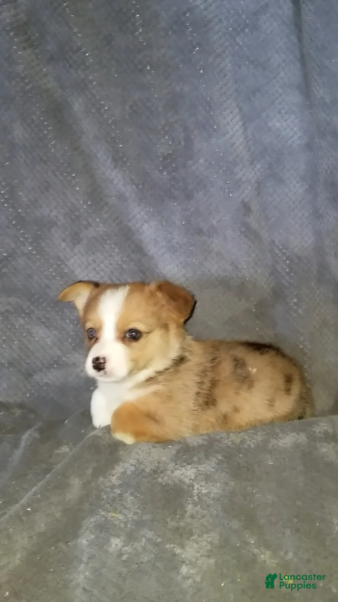 Mixed Breed dogs for sale: Addie - Ad 7