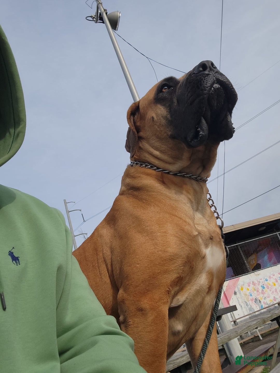 Gallery Image {{count}}