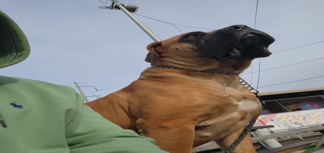 Gallery Image {{count}}