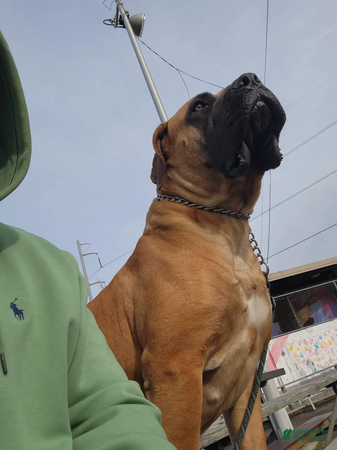 Gallery Image {{count}}