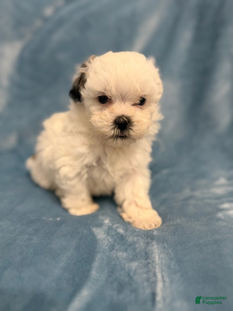 Shihpoo dogs Layne - Ad 2