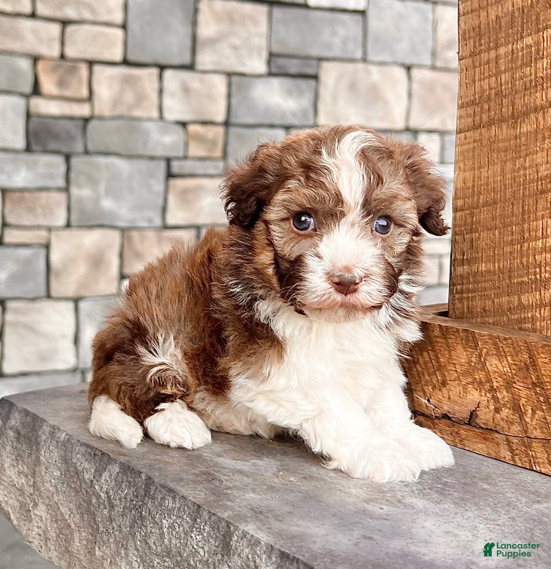 Havanese dogs for sale: Rascal - Ad 1