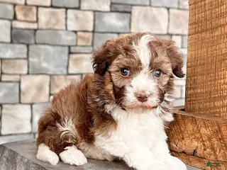 Havanese dogs Rascal - Ad 4