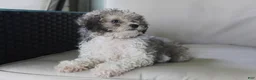 Miniature Poodle dogs for sale: Miniature Poodle 1 - Ad 5