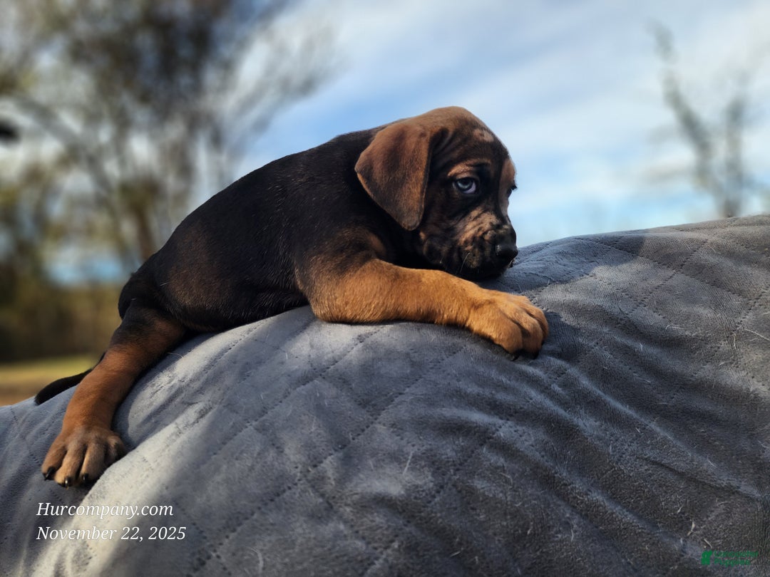 Catahoula Leopard Dog dogs for sale: Tala 2025 Male 2 - Ad 24