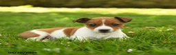 Jack Russell Terrier dogs for sale: Haley - Ad 3